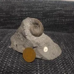 2025年最新】北海道アンモナイト 化石の人気アイテム - メルカリ