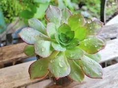 ともろう☆プロフ一読くださいm(_ _)様 リクエスト 2点 まとめ商品