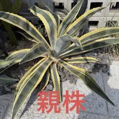 アガベ バターフィンガー 子株 初心者向け - メルカリ