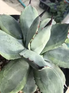 2025年最新】パリー斑入りの人気アイテム - メルカリ