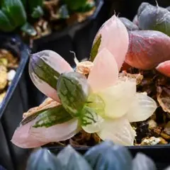 プ*ト様 ハオルチア オブツーサ錦