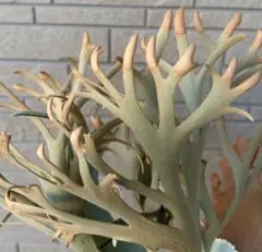 세상에 포자 2
