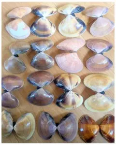 ✨kubo様専用ページ✨ハマグリ 貝殻 ハンドメイド まとめ売り 15個30枚