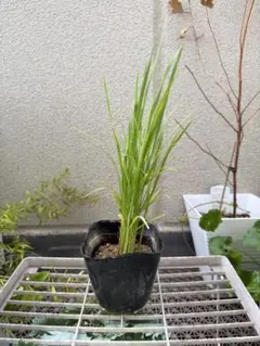 【観葉植物】稲(稲苗)・コシヒカリ　鉢ごと発送　3のサムネイル