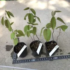 となりのせぃ様　専用