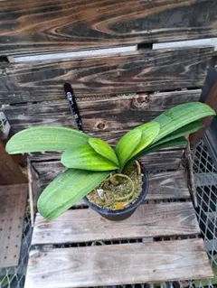 熱帯植物　Homalomena sp. Aceh sumatera 美蛇腹 熱帯植物 Homalomena sp. Aceh sumatera 美蛇腹 - メルカリ