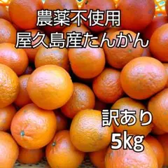 48. 農薬不使用 屋久島産たんかん 訳あり5kg