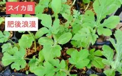 スイカ苗、肥後浪漫、1本、お試し♡土とお水に、こだわっています。包装、お箱代込みのサムネイル