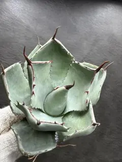 2026年最新】アガベ パリー パリーの人気アイテム - メルカリ