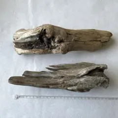 流木 2点セット