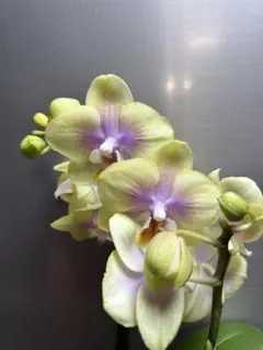 胡蝶蘭 Phal younghome golden babby 花付きのサムネイル