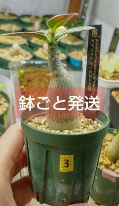 あめ様 リクエスト 2点 まとめ商品