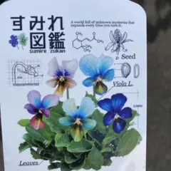 2025年最新】スミレの苗の人気アイテム - メルカリ