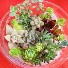 ⑥寄せ植えセット カット苗 詰め合わせ 多肉植物