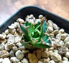 2025年最新】レッドキャットウィーズルの人気アイテム - メルカリ