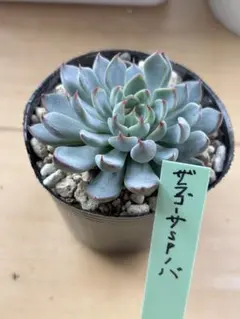 2026年最新】ザラゴーサspノバの人気アイテム - メルカリ