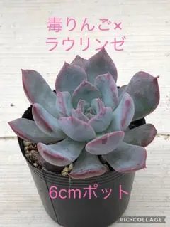 多肉植物 毒りんご×アイスクイーン♡抜き苗 - メルカリ