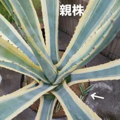 2025年最新】アガベ アメリカーナの人気アイテム - メルカリ