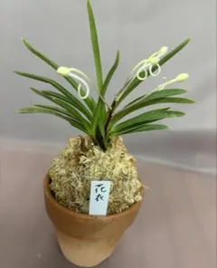 富貴蘭　【花衣】　苔玉 現品　 そのまま発送のサムネイル