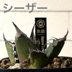 2026年最新】アガベ 鉢の人気アイテム - メルカリ