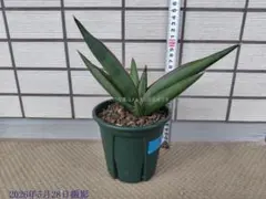 サンスベリア Sansevieria scimitariformis R944 - メルカリ