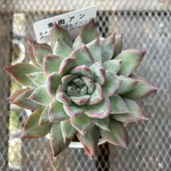 センペルビウム アラクノイデウム 錦 斑入り - メルカリ