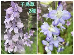 千鳥草 ラークスパー2種 アールグレイ＆カンヌブルーピコティの種　花の種のサムネイル