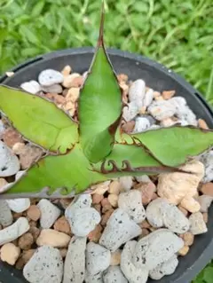【良品】アガベホリダ Agave Horrida MC株 強棘タイプのサムネイル