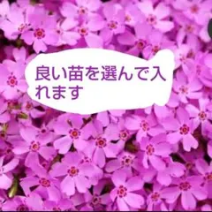 芝桜 シバザクラ　根付き苗　ピンク グランドカバーのサムネイル