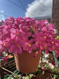 オキザリス桃の輝き球根50球 花の球根のサムネイル