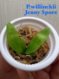 メルカリ便！水曜以降発送！P. willinckii ’Jenny’ 2129 メルカリ便！水曜以降発送！P. willinckii 'Jenny' 2129