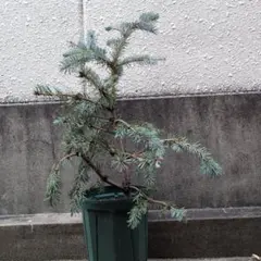 2025年最新】プンゲンストウヒの人気アイテム - メルカリ