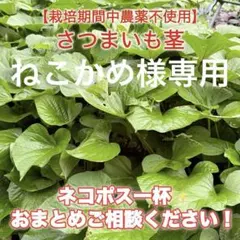 採れたて さつまいも茎 ネコポスいっぱい！のサムネイル