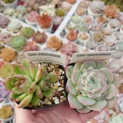 1苗❣️ゼリーオレンジ❣️ランダム配送 カット苗 寄せ植え 多肉植物 1苗❣️ゼリーオレンジ❣️ランダム配送 カット苗 寄せ植え 多肉植物