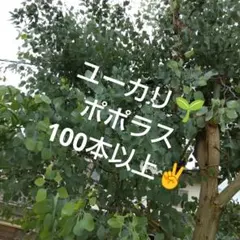 ユーカリ ポポラスベリー 枝葉 100サイズ 箱いっぱい フレッシュ