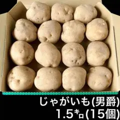 北海道産男爵いも1.5kg 15個 じゃがいも馬鈴薯 肉じゃがカレーじゃがバター
