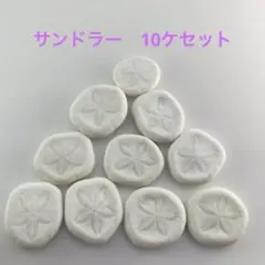 ヒラタブンブク ブンブク ウニ殻 標本 ビーチコーミング - メルカリ