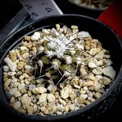 ツッツ様 リクエスト 3点 まとめ商品