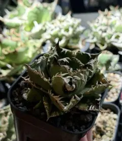 JINBEI アガベ クラウン 親株 発根済み アガベ クラウン 親株 発根済み アガベ 皇冠 OC株 チタノタ