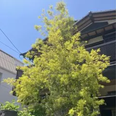 フレッシュミモザ 三角葉 アカシア ミモザ ネコポス いっぱい おまけ