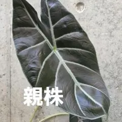 アロカシア　マークキャンベル　芋のサムネイル