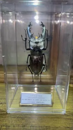 ヨーロッパミヤマクワガタ ♂ 約75mm標本　イタリア産 ヨーロッパミヤマクワガタ ♂ 約75mm標本 イタリア産 - メルカリ