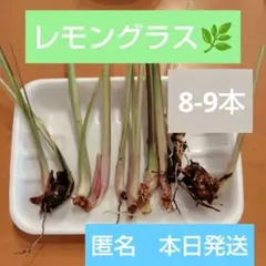 レモングラス 抜き苗 4本 匿名 無農薬栽培 - メルカリ