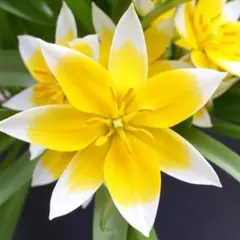 レモン様 リクエスト 2点 まとめ商品