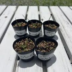 アガベ　実生　5種セット　人気　多肉　観葉植物　サボテン　ドライガーデンのサムネイル