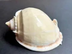 貝殻標本　ナンバンカブトウラシマガイ 12.69x9.31x6.90cm