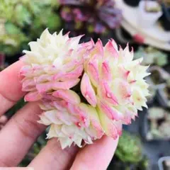 MOKA♡様 リクエスト 4点 まとめ商品