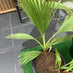② 地植えも大丈夫で美形なワシントンヤシ・シンボルツリーにオススメ