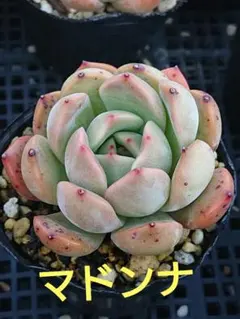 りえ様 リクエスト 2点 まとめ商品