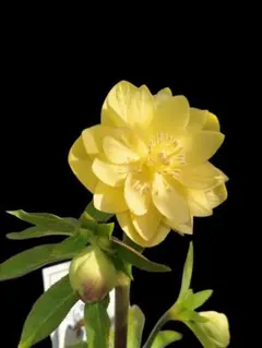 2026年最新】クリスマスローズ原種交配の人気アイテム - メルカリ